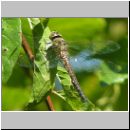 Aeshna mixta - Herbst-Mosaikjungfer w02  Hiddensee.jpg